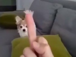Un chien qui déteste les doigts…