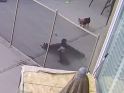 Un faucon attaque un petit chien