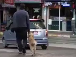 Un chien donne la patte à son…