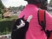 Un chat en scooter avec son maitre