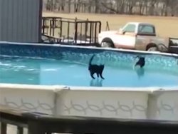 Deux chats jouent sur une piscine…