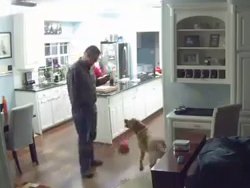 Un homme joue au ballon avec son chien