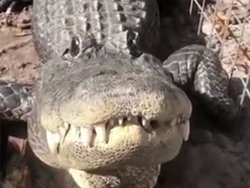 Un homme calme son alligator