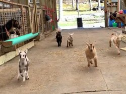 Des bébés chèvres font les fous