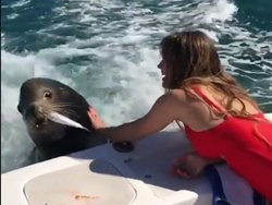 Une jolie femme nourrit un Lion de mer