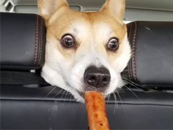 Un chien gobe une saucisse 