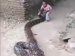 Un enfant joue avec un serpent géant