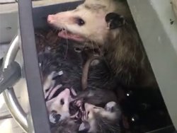 Une famille d'opossums dans son…