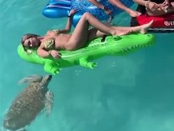 Une tortue de mer attaque sa bouée